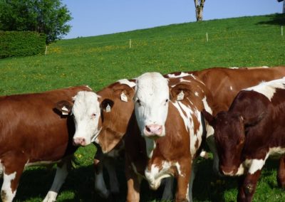Polzgut-Bio-Rindfleisch-Rinder-Weide